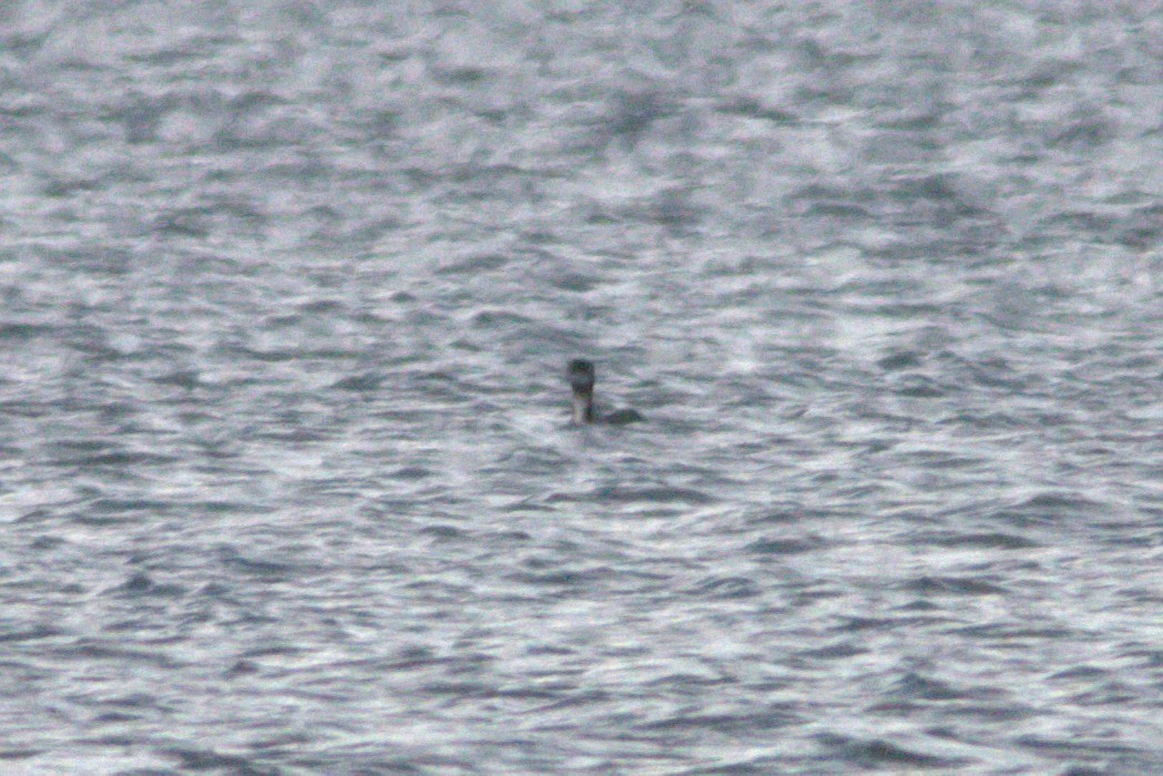 loon sp. - ML299123381