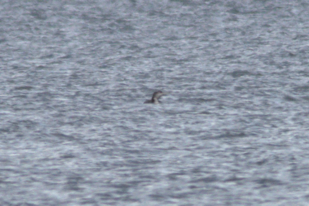 loon sp. - David Guertin