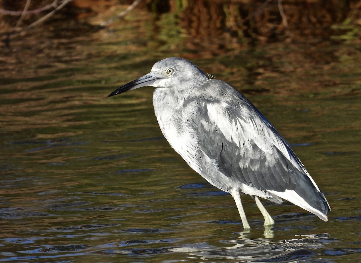 Little Blue Heron - Alejandra Pons COA Punta del Este  🦩🦜🦉🇺🇾