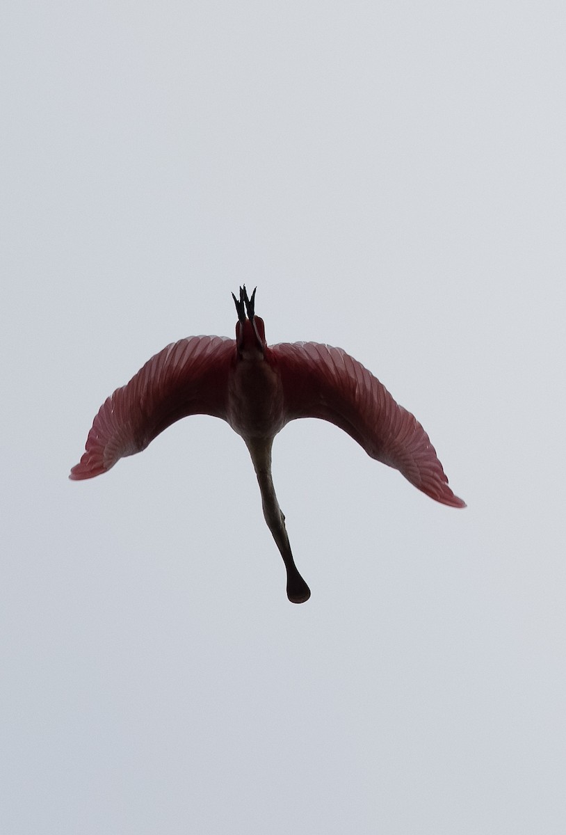 Roseate Spoonbill - ML299127411