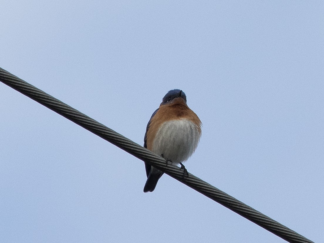 Eastern Bluebird - Lynette Spence