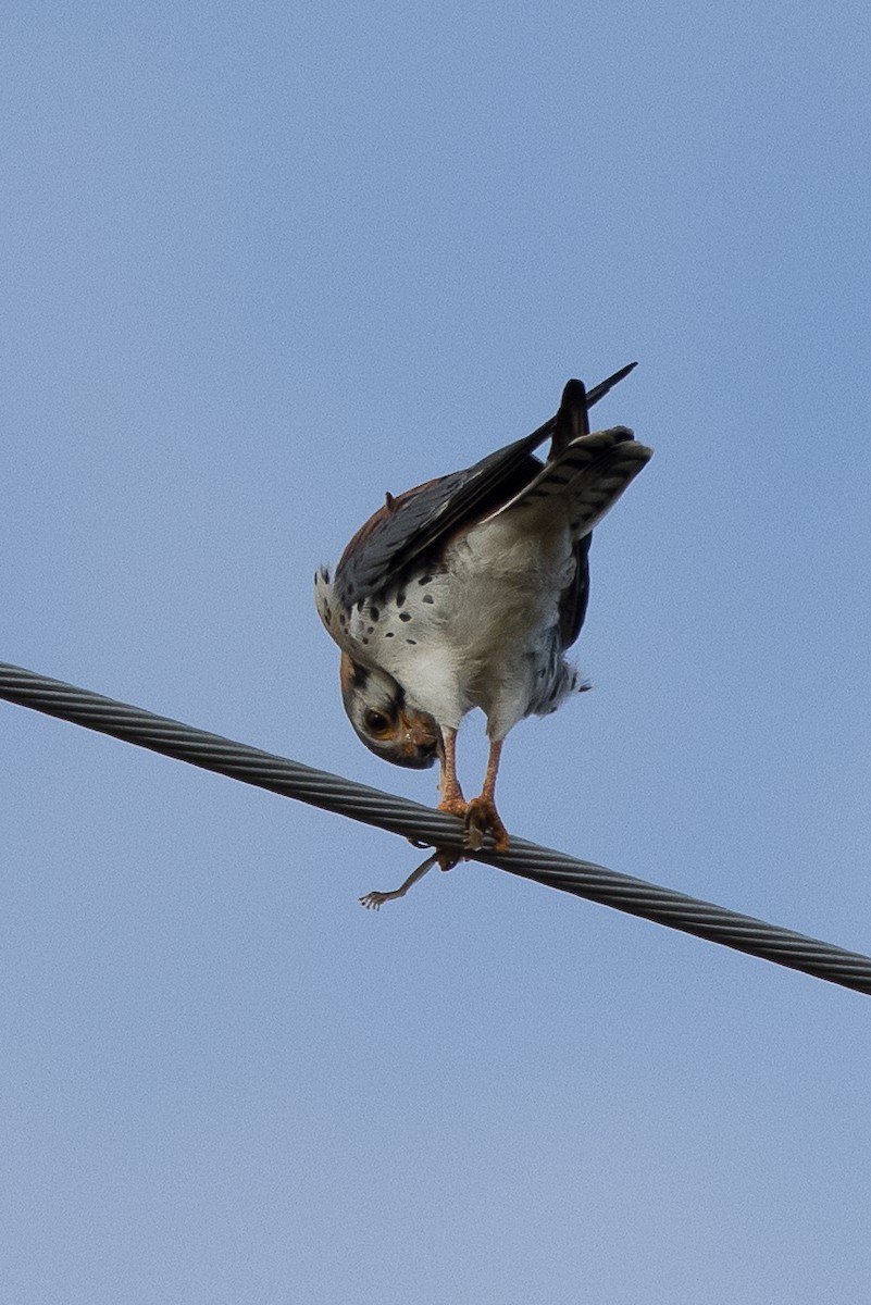 American Kestrel - ML299127631