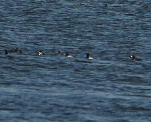 Greater Scaup - ML299131511