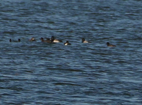 Greater Scaup - ML299131521
