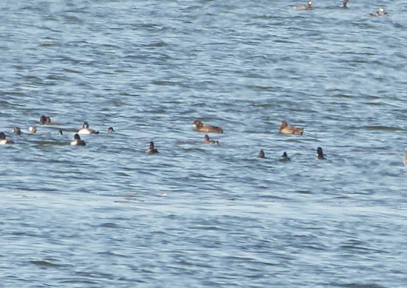 Greater Scaup - ML299131531