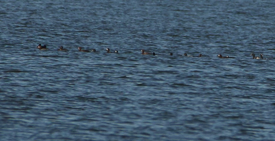Greater Scaup - ML299131541