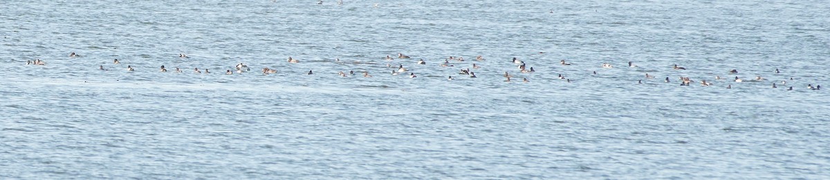 Greater Scaup - ML299131551