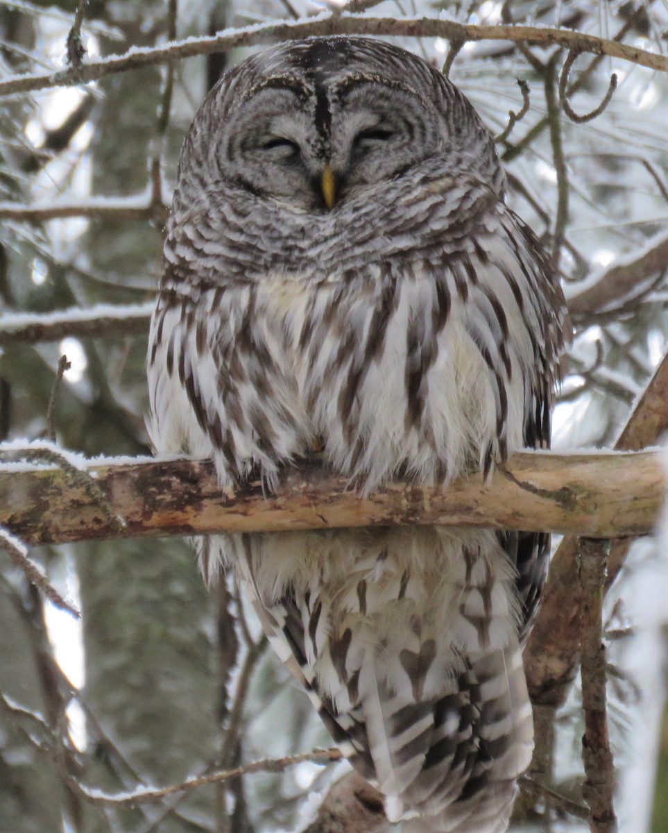 Barred Owl - ML299132341