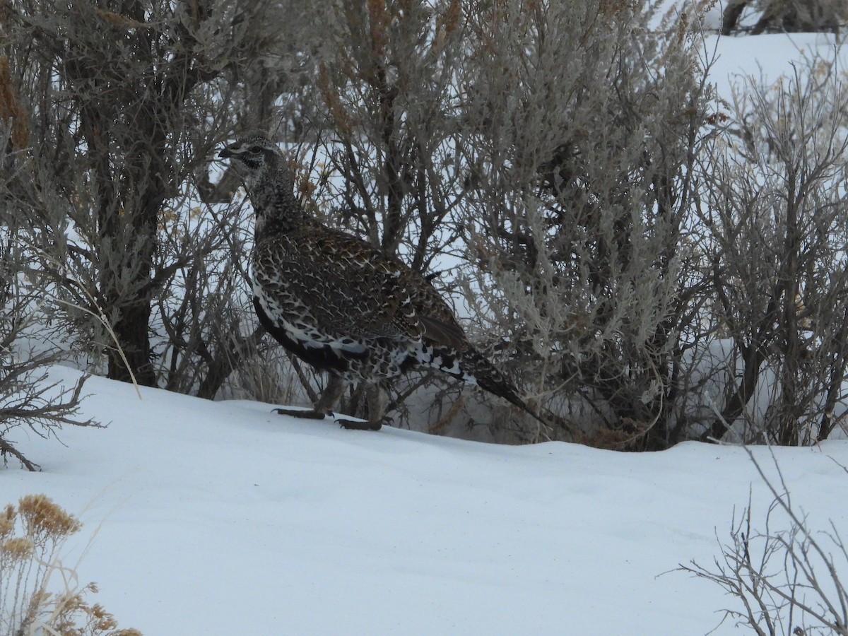 Greater Sage-Grouse - ML299133301