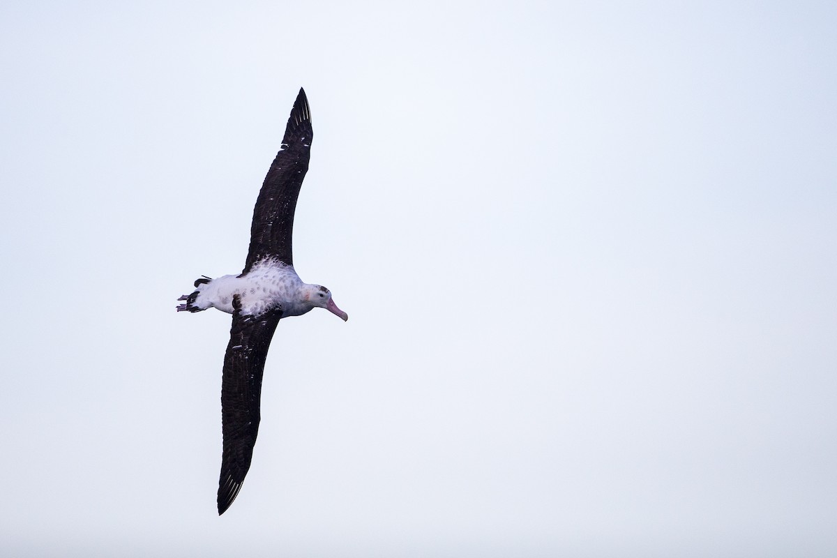 Albatros de las Antípodas (gibsoni) - ML299135751