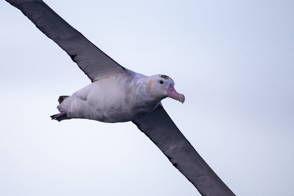 Antipodean Albatross (gibsoni) - ML299135781