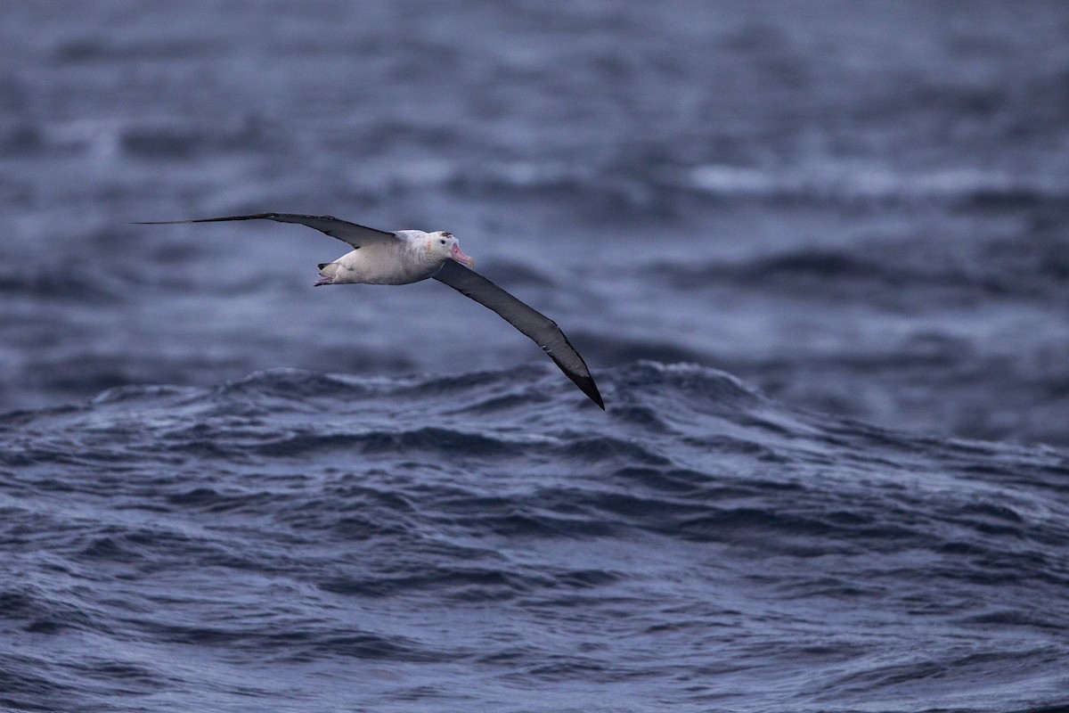 Albatros des Antipodes (gibsoni) - ML299135791