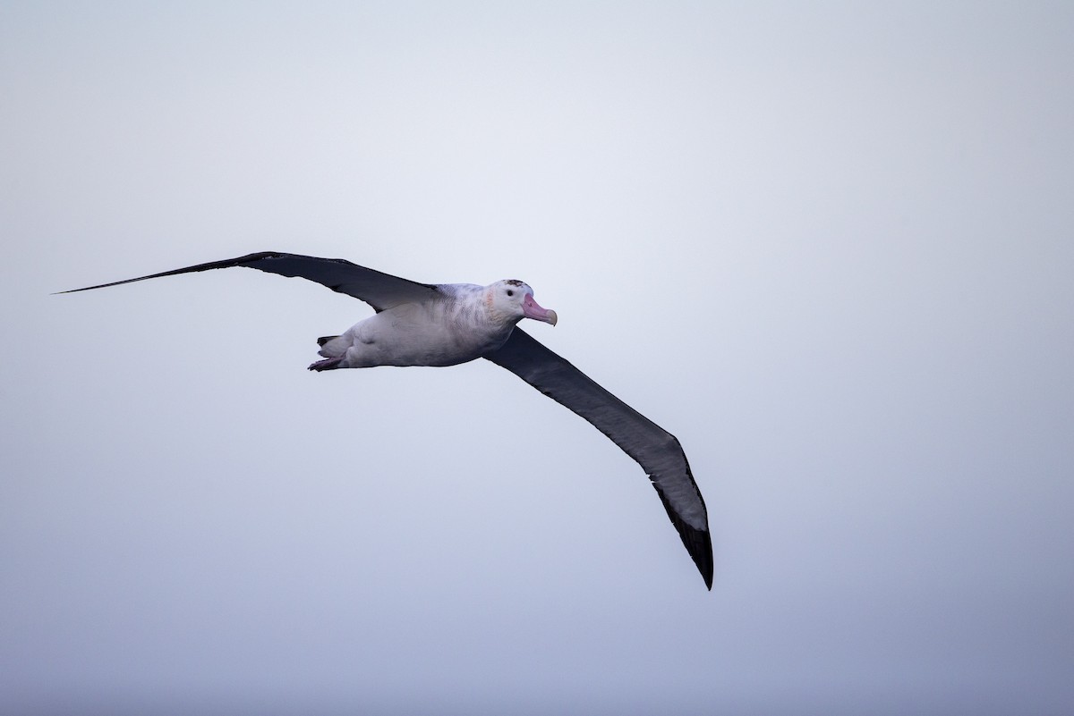 Antipodean Albatross (gibsoni) - ML299135851