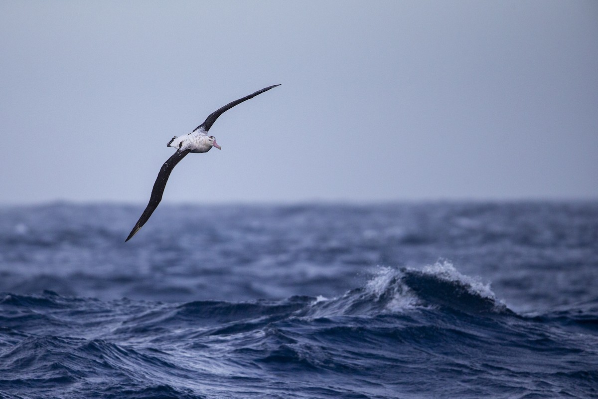 Albatros des Antipodes (gibsoni) - ML299135861