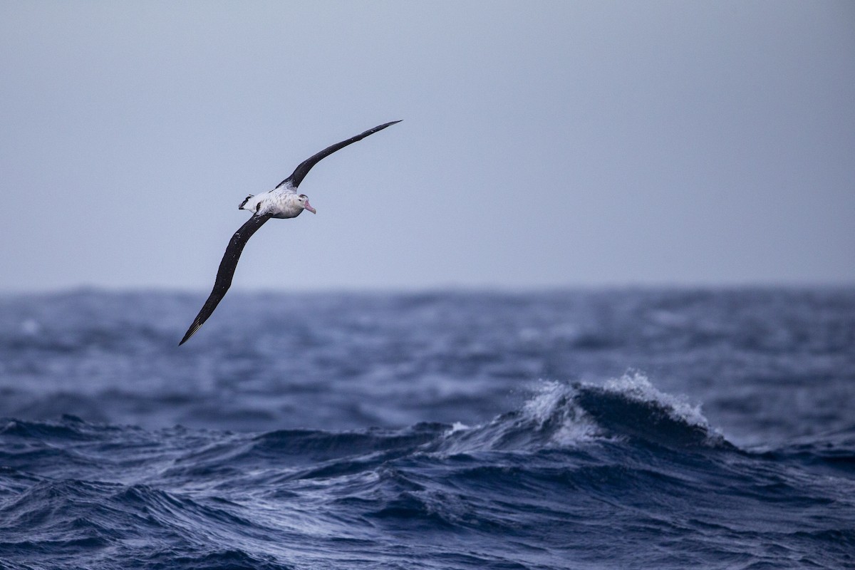 Antipodenalbatros (gibsoni) - ML299135861