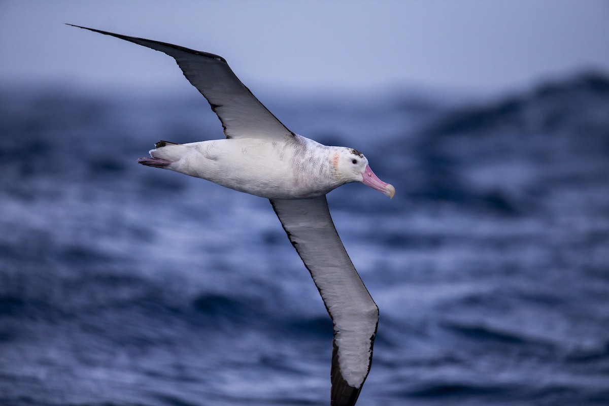 Antipodean Albatross (gibsoni) - ML299135881