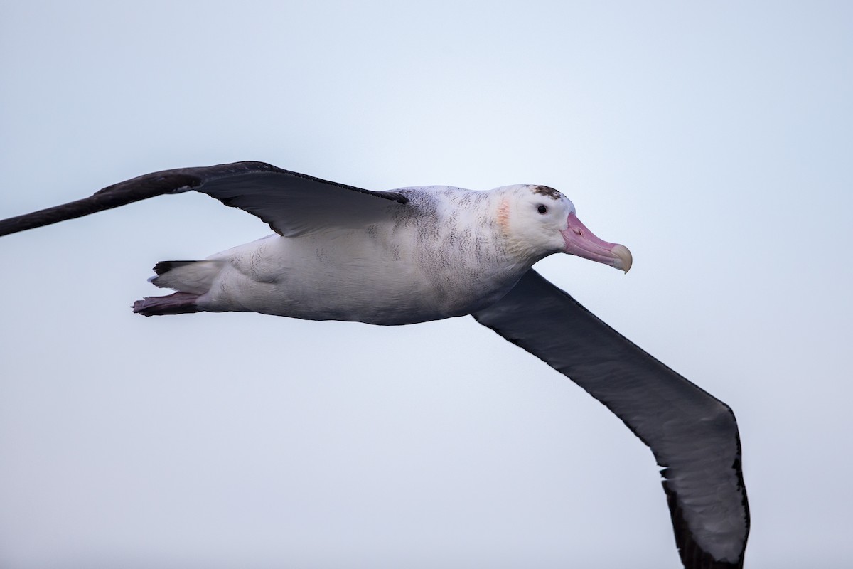 Antipodean Albatross (gibsoni) - ML299135911