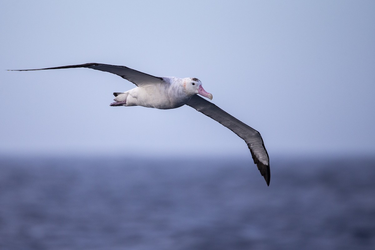 Albatros de las Antípodas (gibsoni) - ML299135921