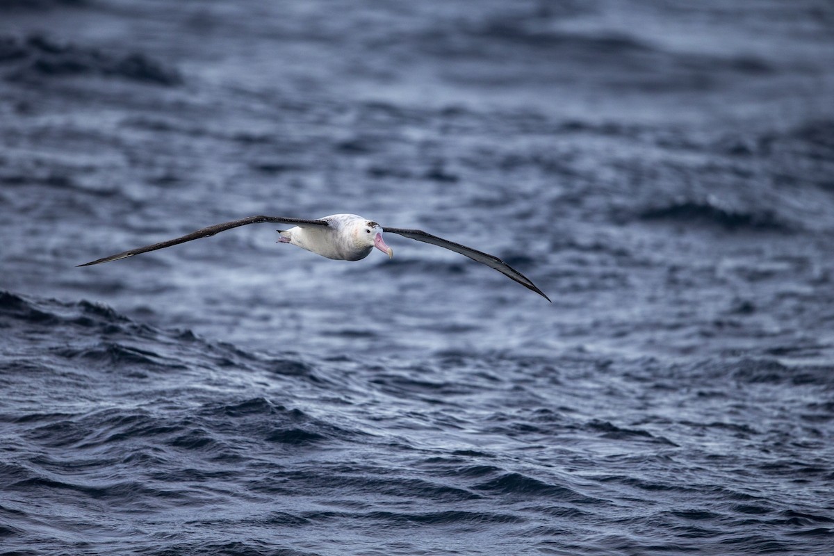 Albatros des Antipodes (gibsoni) - ML299135941