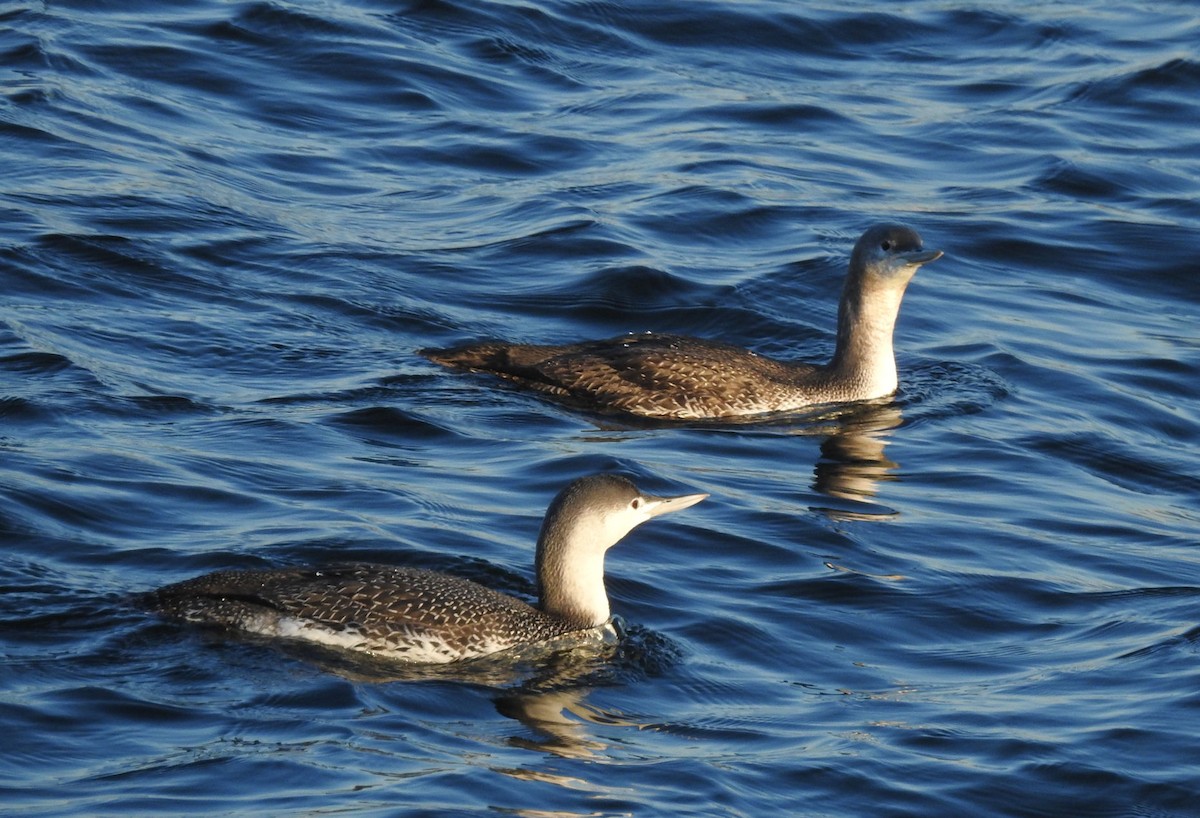 Red-throated Loon - ML299136551