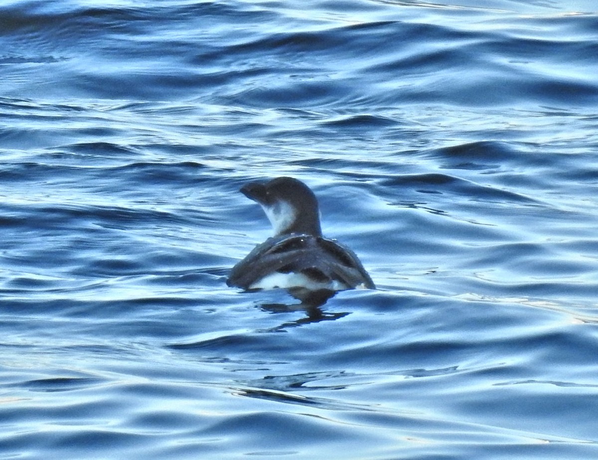 Razorbill - ML299136611