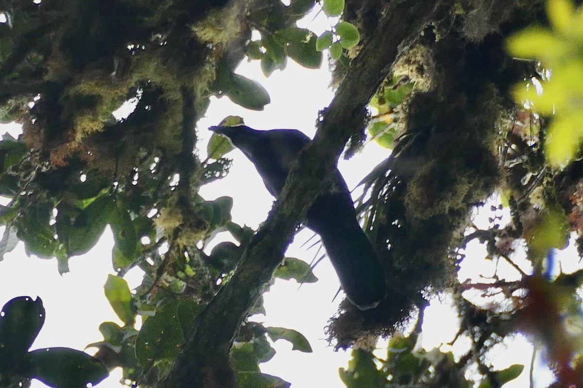 Silvery-throated Jay - Peter Kaestner