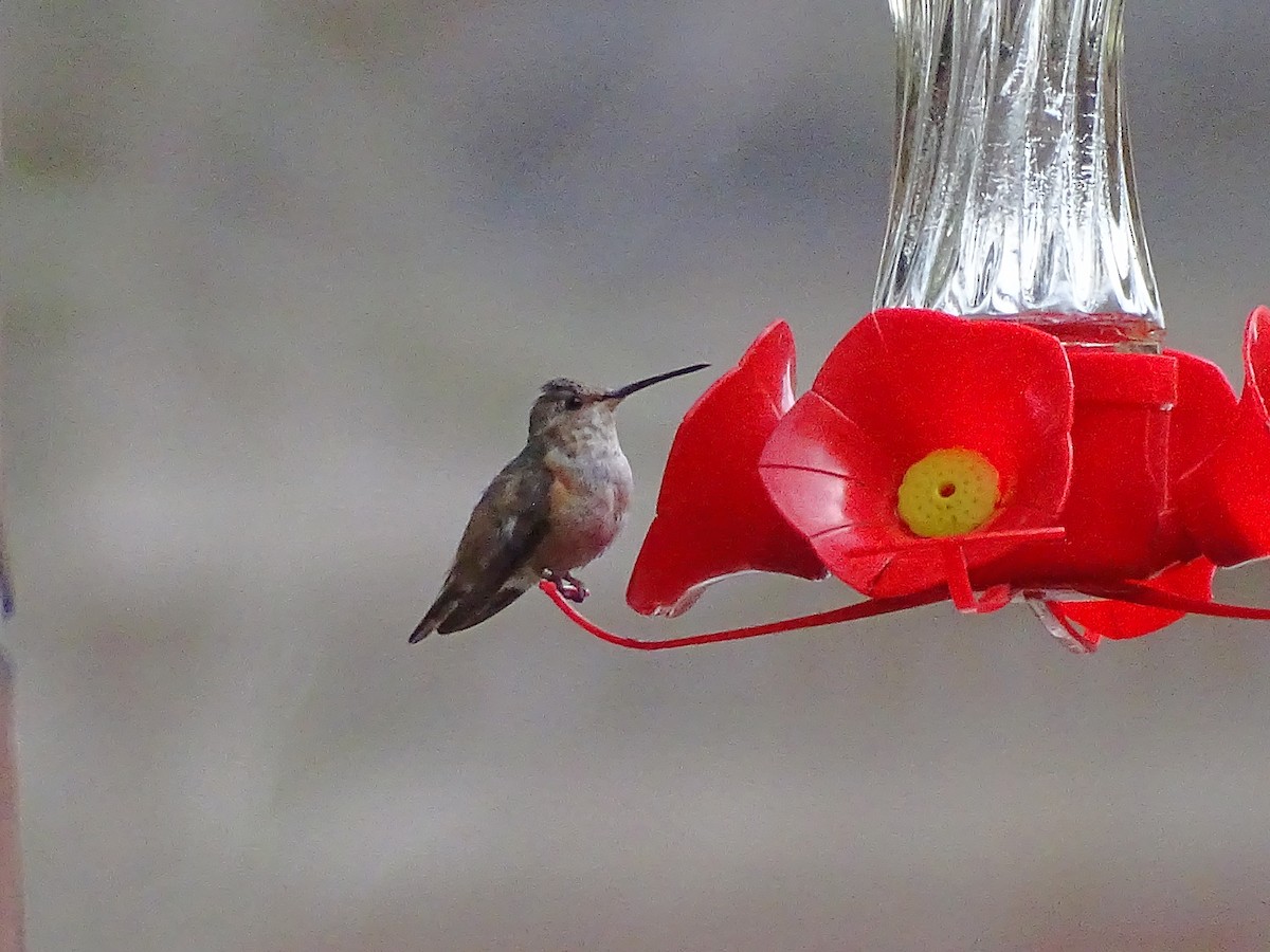 Allen's Hummingbird - Amy Simmons