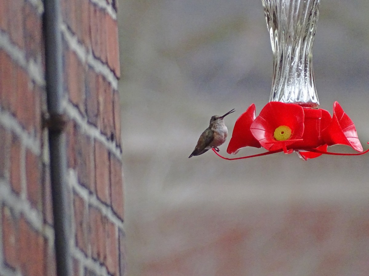 Colibrí de Allen - ML299138001