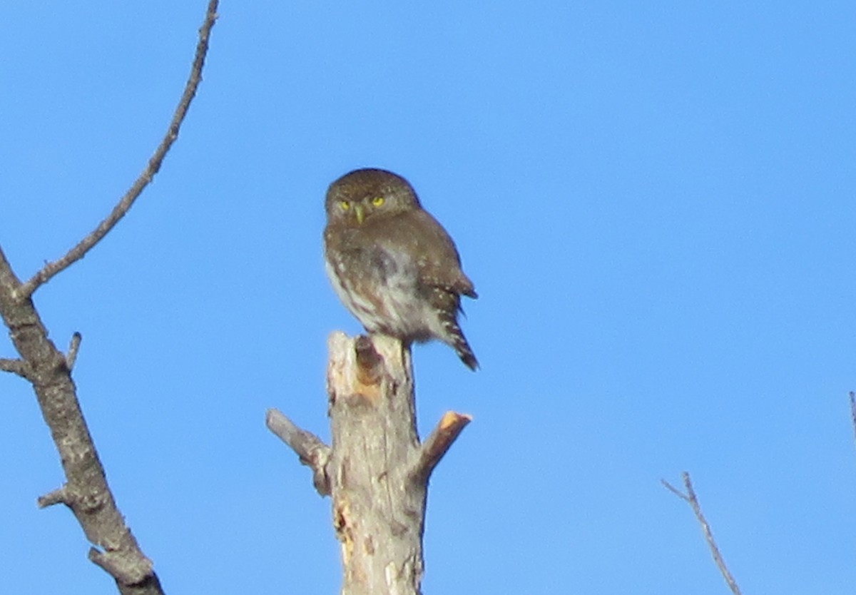 Northern Pygmy-Owl - ML299138531