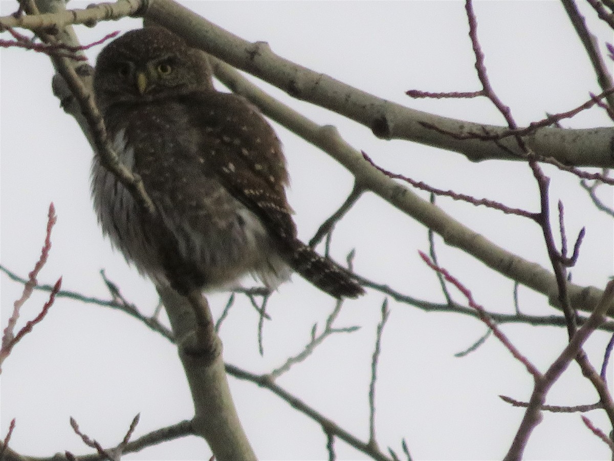 Northern Pygmy-Owl - ML299140401
