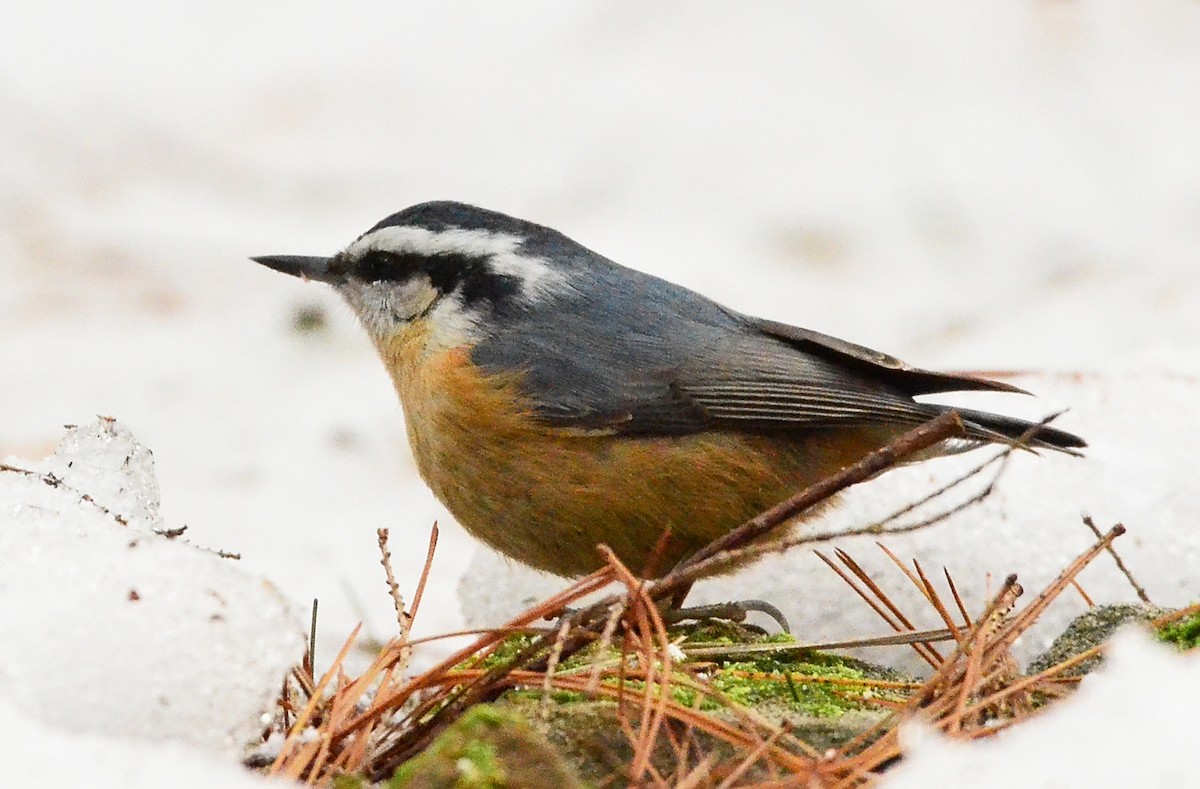 Red-breasted Nuthatch - ML299142461