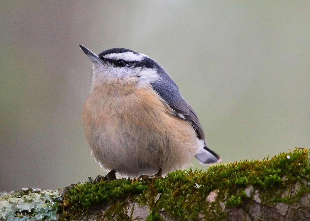 Red-breasted Nuthatch - ML299142551