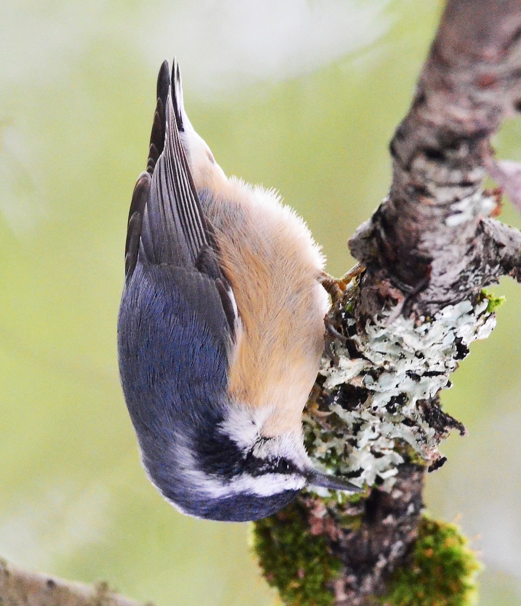 Red-breasted Nuthatch - ML299142571