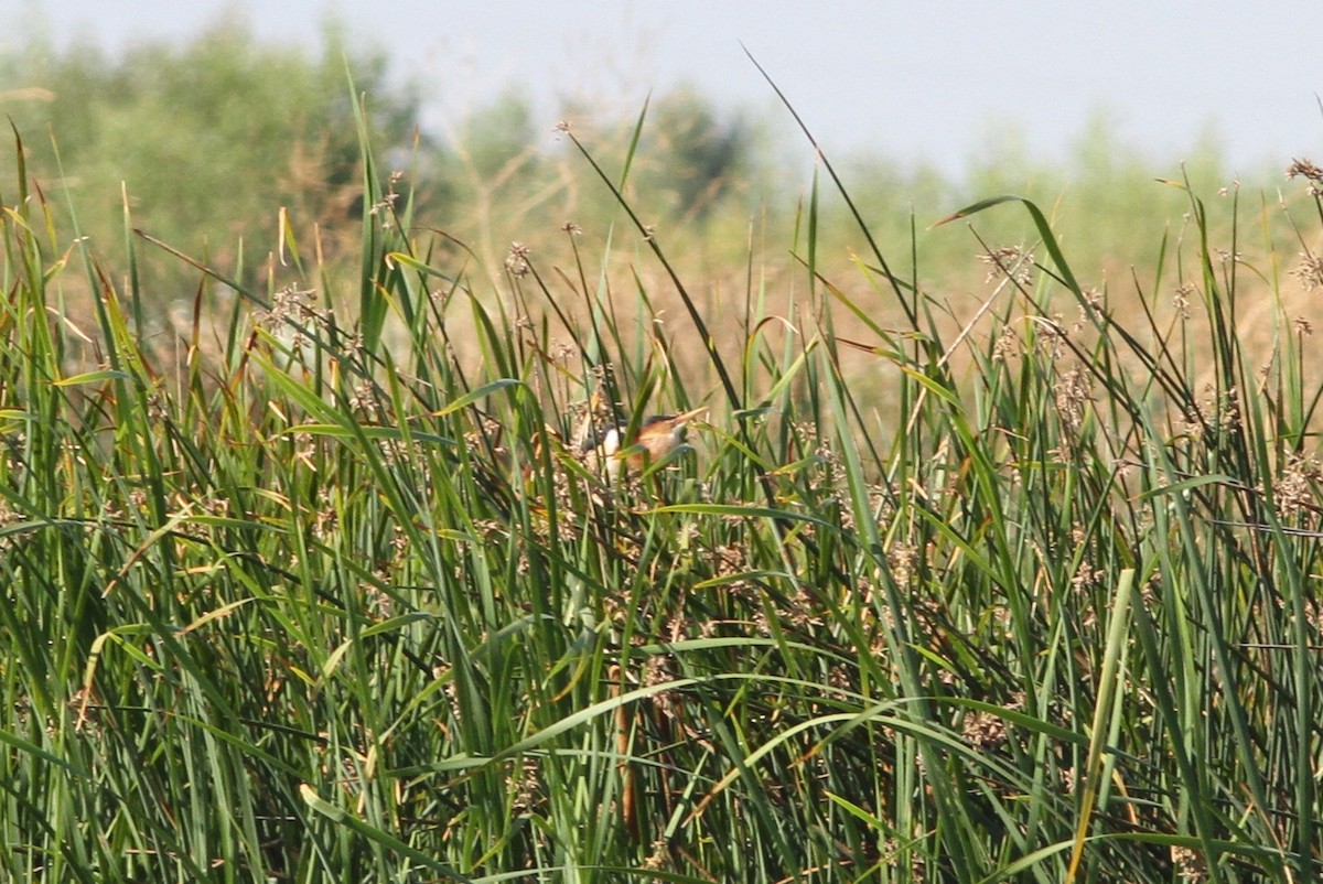 Least Bittern - ML299142621