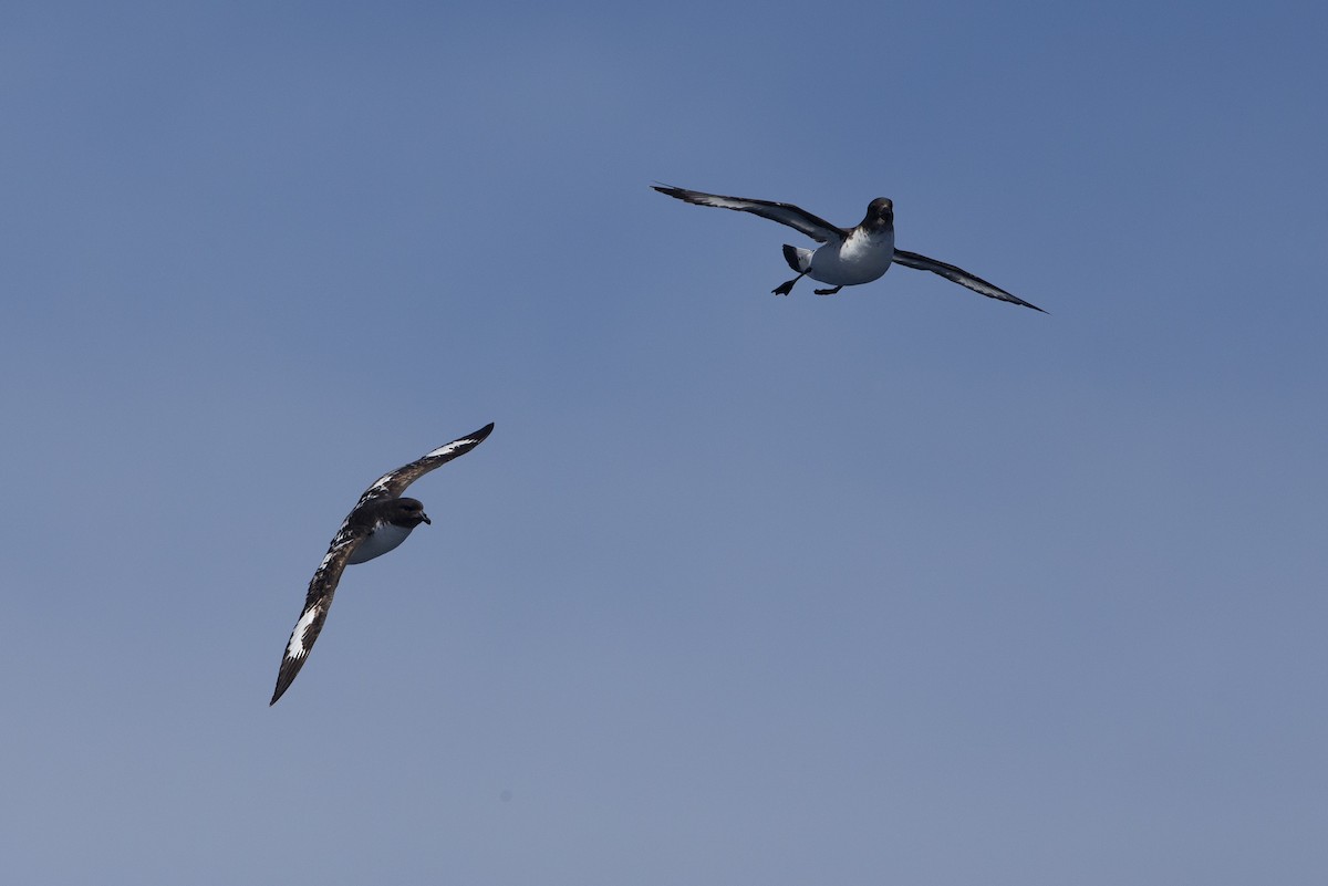 Cape Petrel - ML299143121