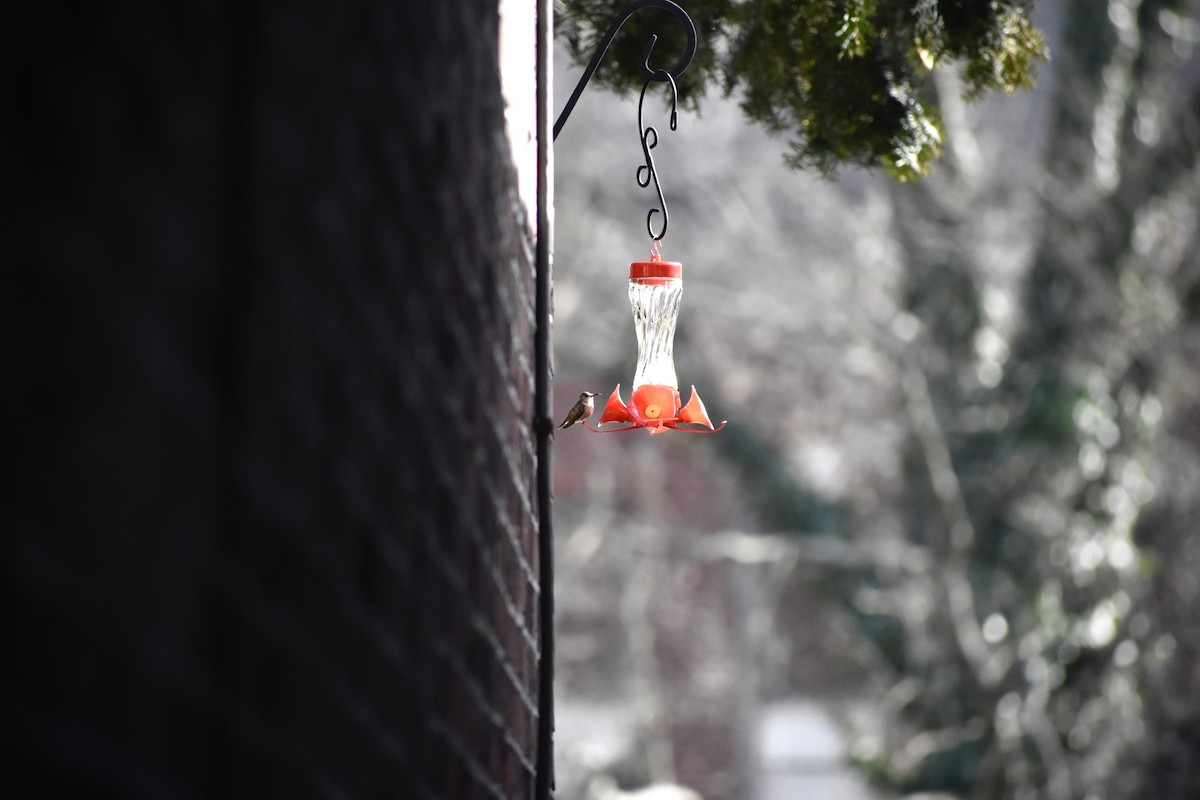 Allen's Hummingbird - Joe Bloss