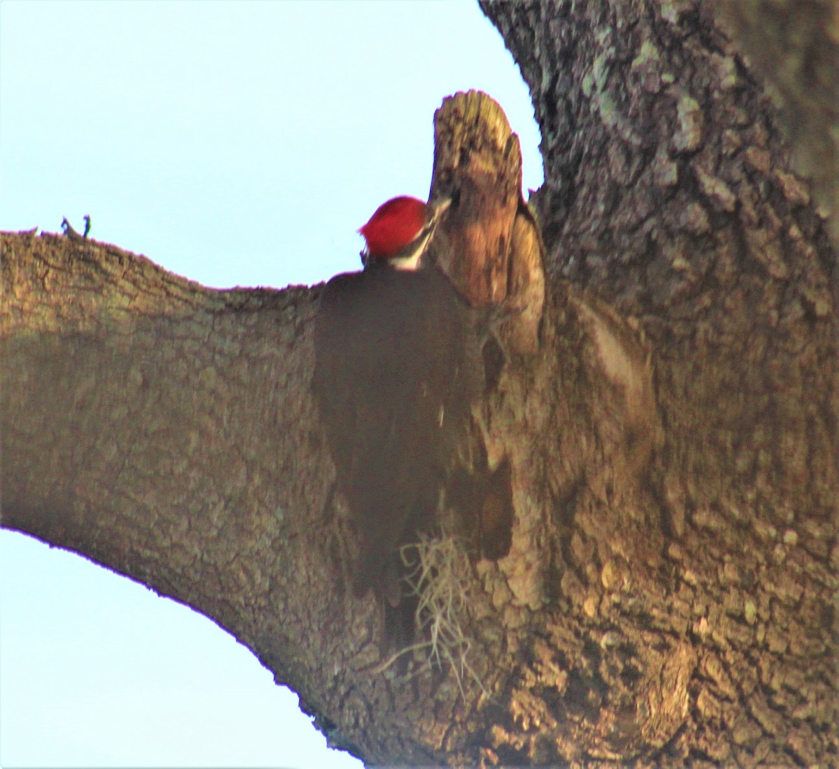 Pileated Woodpecker - Mitch Foret