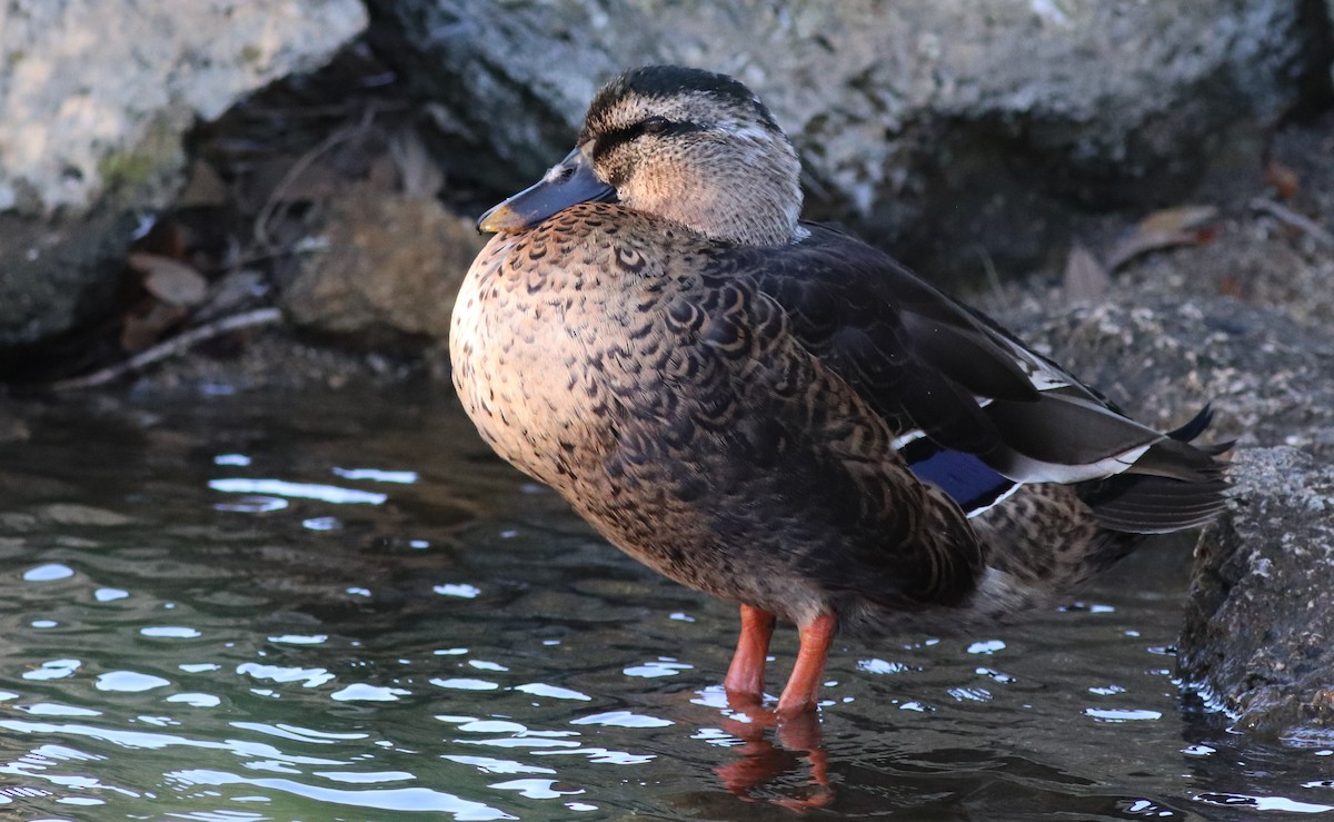 Eastern Spot-billed Duck x Mallard (hybrid) - Gary Leavens