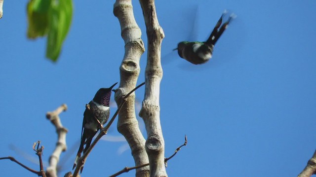 Blaukehl-Sternkolibri - ML299152171