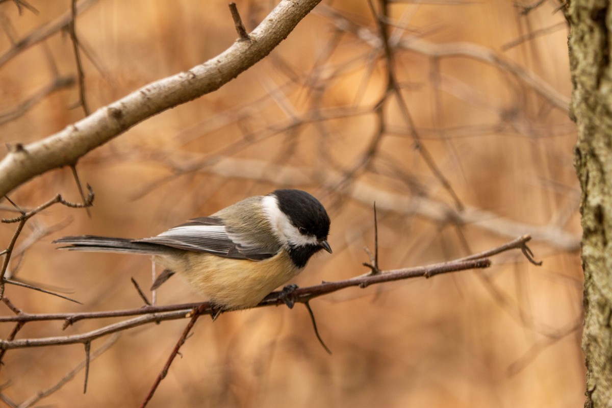 Black-capped Chickadee - ML299152651