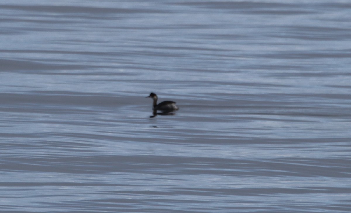 Eared Grebe - ML299153021