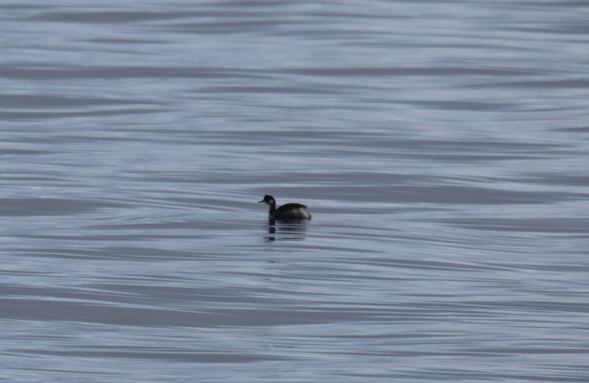 Eared Grebe - ML299153161