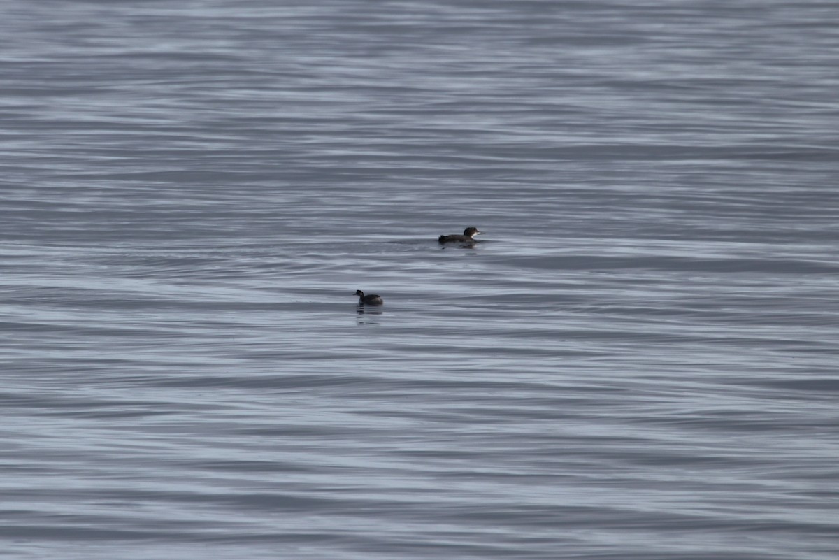 Eared Grebe - ML299153641