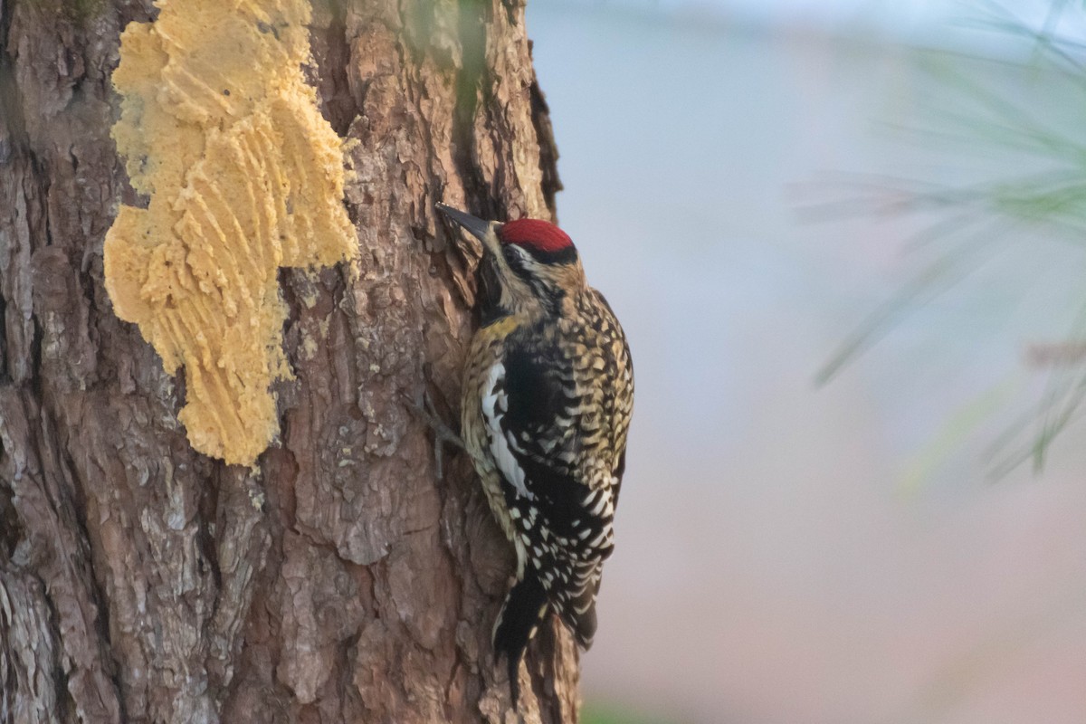 Yellow-bellied Sapsucker - ML299154231