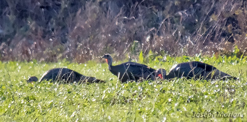 Wild Turkey - ML299154441