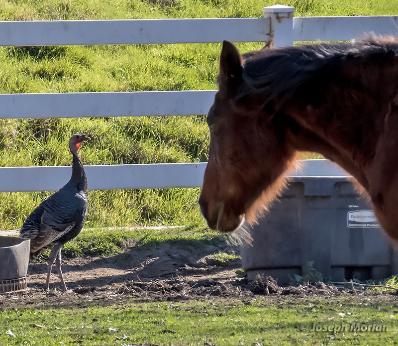 Wild Turkey - Joseph Morlan