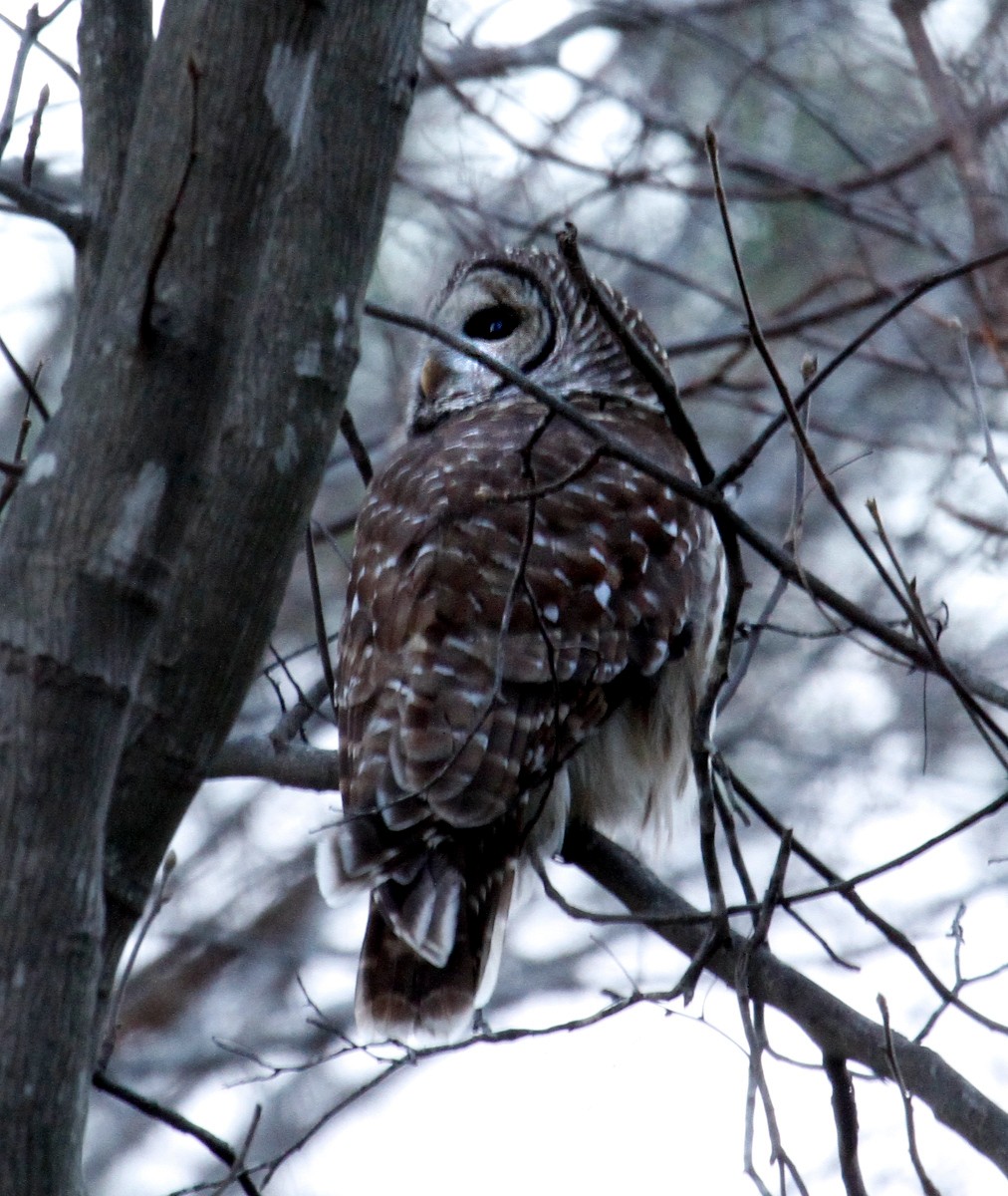 Barred Owl - ML299154811