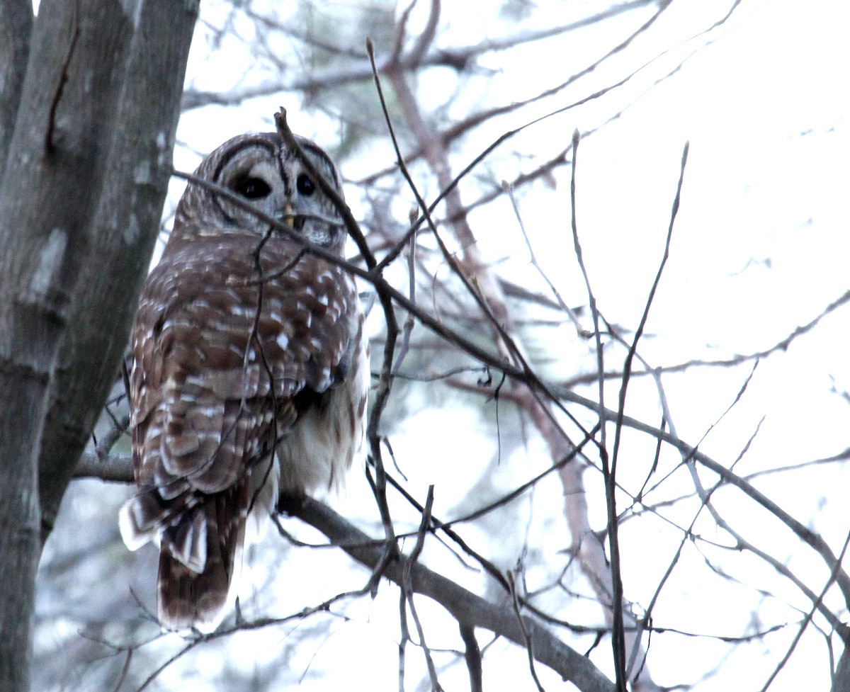 Barred Owl - ML299154821