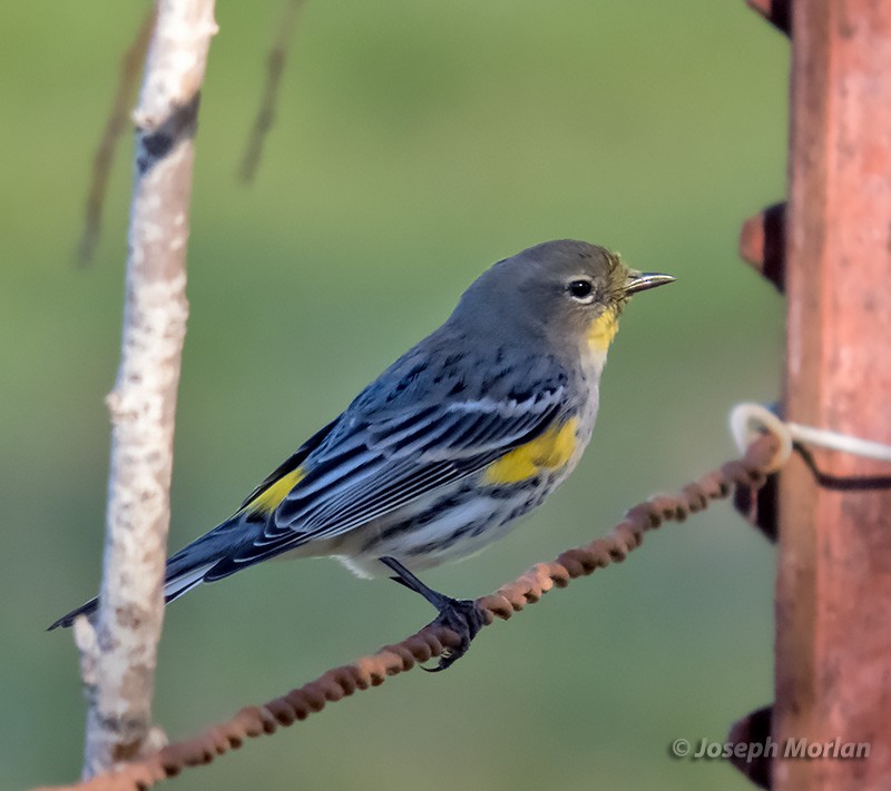 Yellow-rumped Warbler - Joseph Morlan