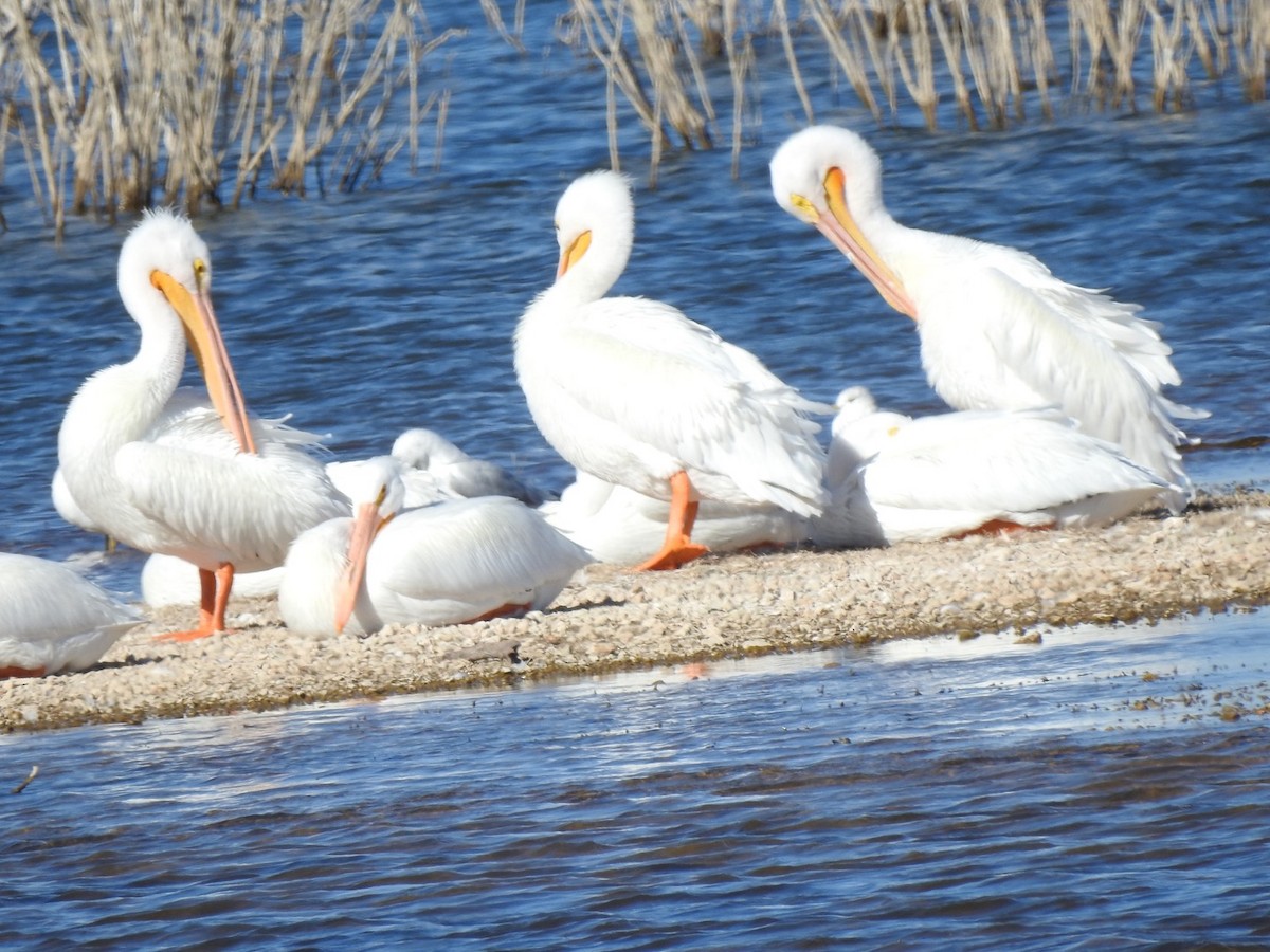 American White Pelican - ML299155331